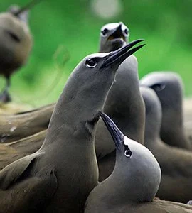 Brown Noddies