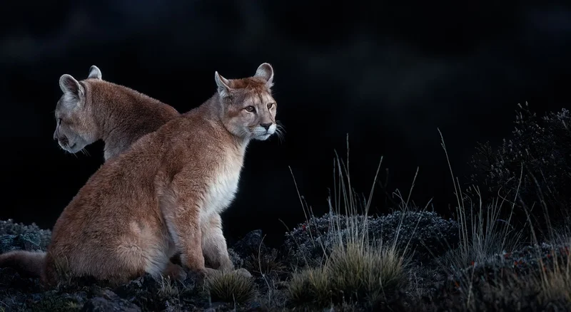 Wildlife Cerro Guido | Chile Wildlife Cerro Guido | Chile