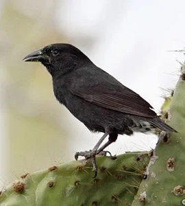 Large cactus finch