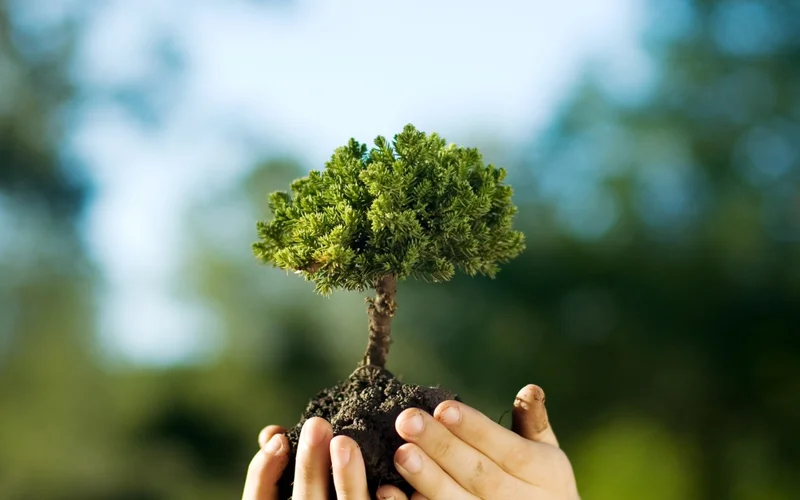 Caring for trees and the environment