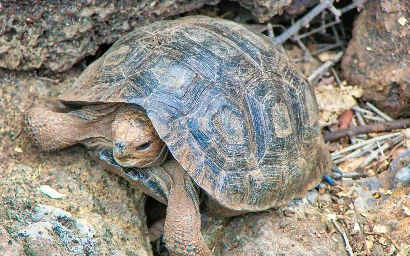 Charles Darwin Research Station - Canva - elijahlovkoffs-images Charles Darwin Research Station - Canva - elijahlovkoffs-images