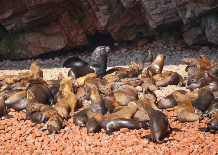 Colony of South American sea lions in Ballestas islands Reserve