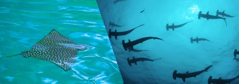 Protecting Galapagos Sharks and Rays: Conservation Efforts