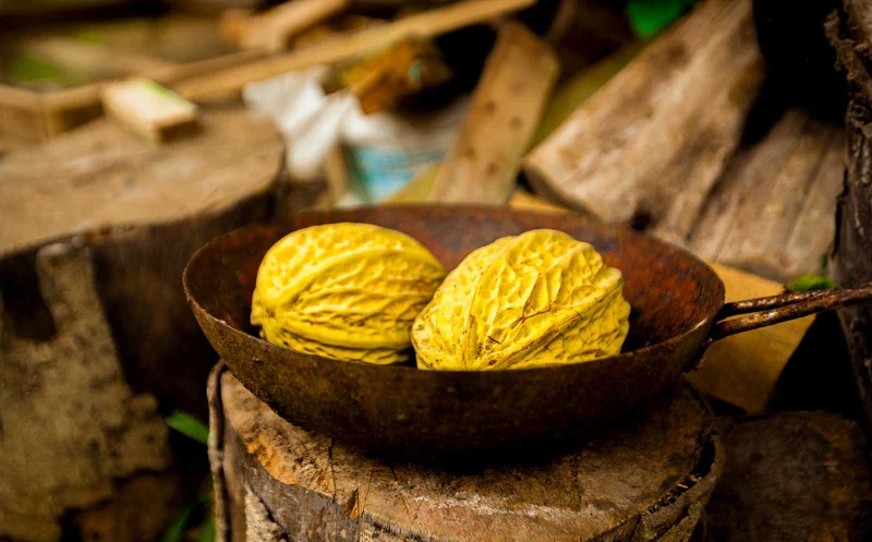 Cacao | Costa Rica