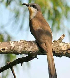 Dark-billed cuckoo