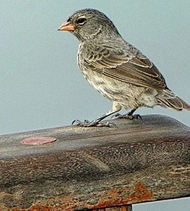 Darwin's Finches Darwin's Finches