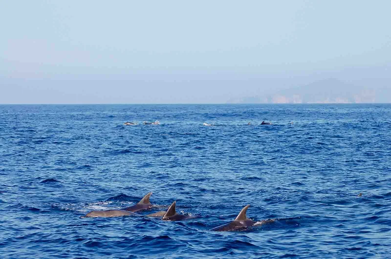 Dolphins in Galapagos - Adrian Wojcik Dolphins in Galapagos - Adrian Wojcik