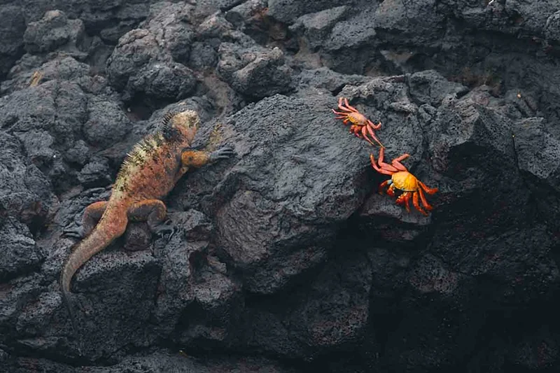 Puerto Egas | Marine Iguana | Red Crabs | Galapagos Islands Puerto Egas | Marine Iguana | Red Crabs | Galapagos Islands