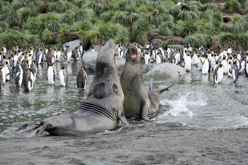 Falkland Islands - South Georgia - Antarctic Peninsula - Photography special