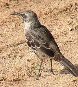 Española mockingbird