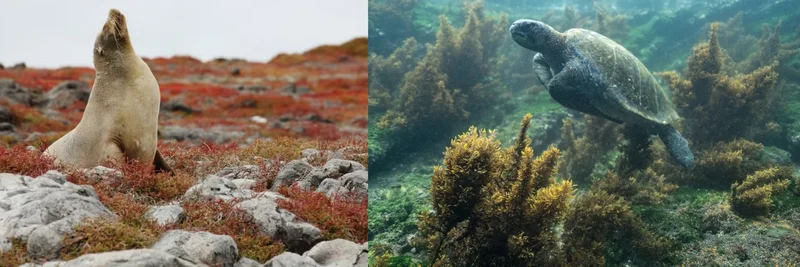 Explore Year-Round Wildlife in the Galapagos Islands