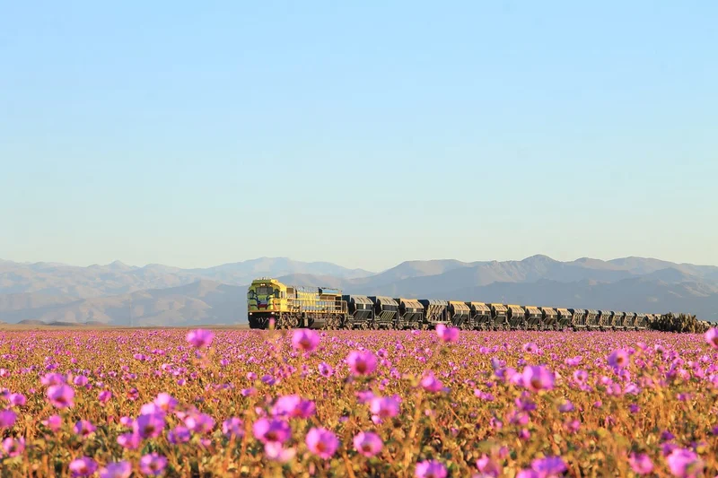 Wild Life: Desierto Florido