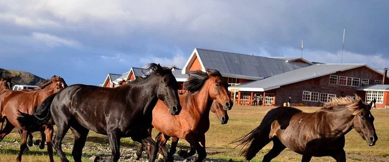 Horses running - Hotel Las Torres