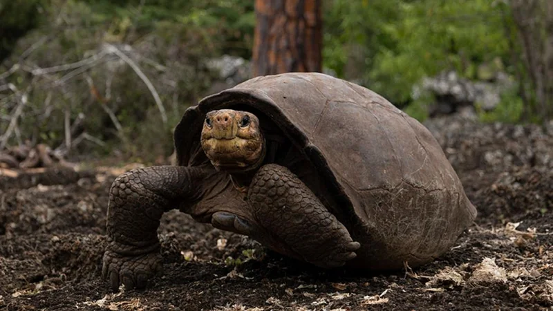 El Progreso | Giant Tortoise | Galapagos Islands El Progreso | Giant Tortoise | Galapagos Islands