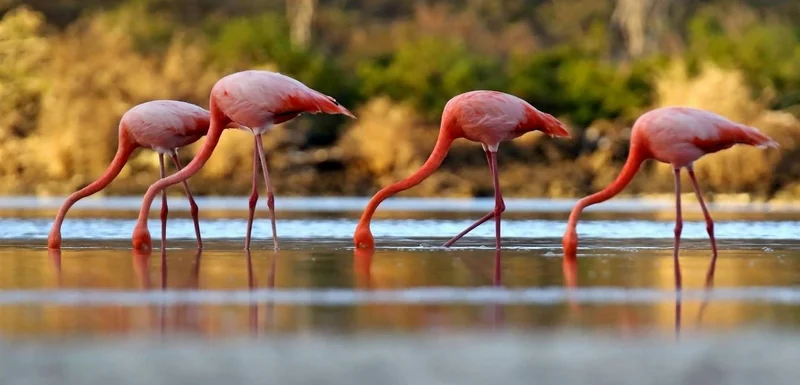 North Islands of Galapagos 8-Day Cruise