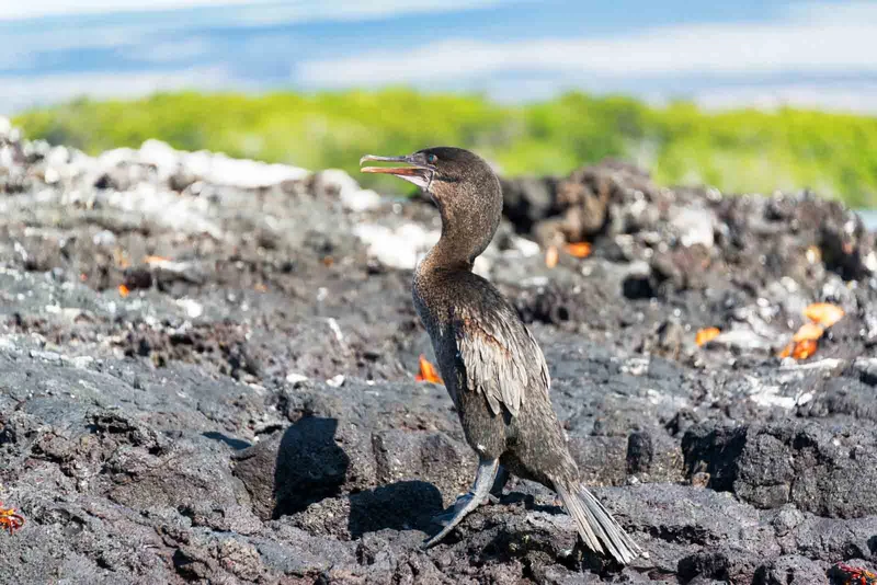 Flightless Cormorant