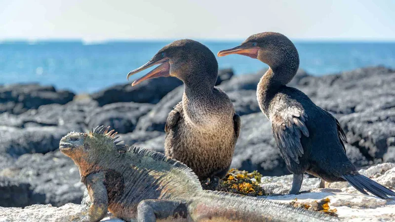8 Day Galapagos Cruise: Explore Nature's Paradise