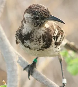 Floreana mockingbird