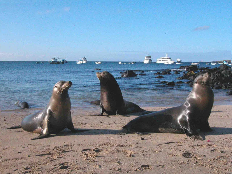 Puerto Baquerizo Moreno | Sea Lions | Galapagos Islands Puerto Baquerizo Moreno | Sea Lions | Galapagos Islands