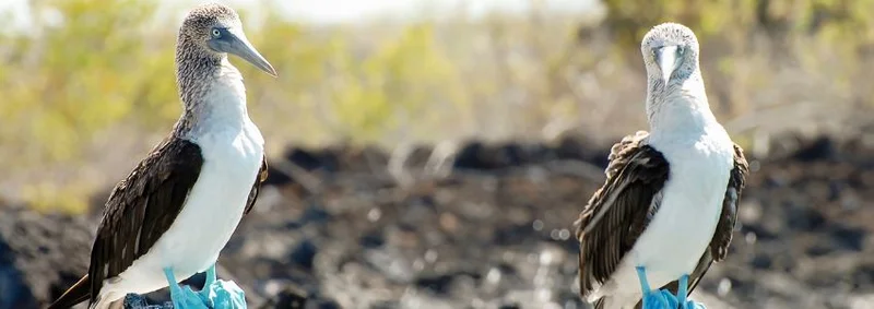 Discover Extended 9-Day Galapagos Cruise Itineraries