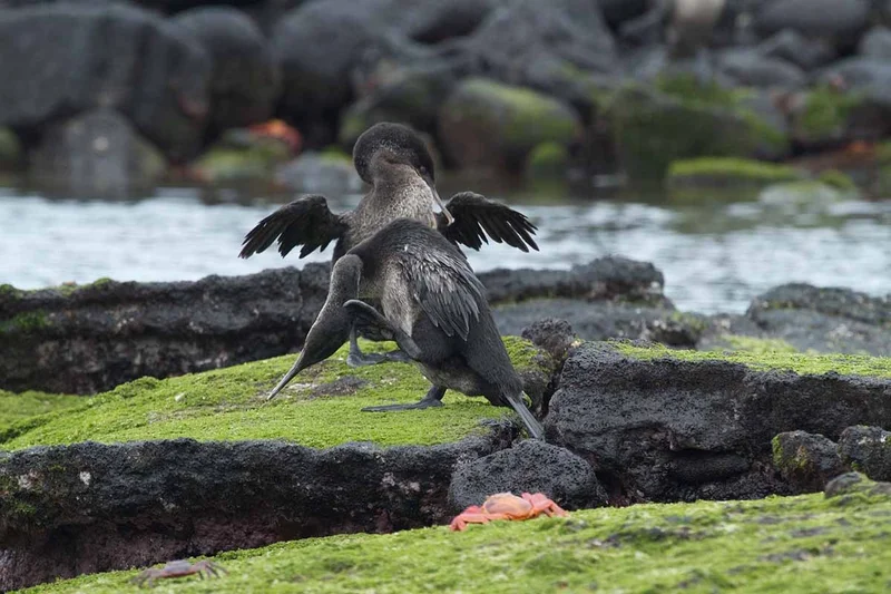 Galapagos 4 day widlife adventure on board the Archipel catamaran