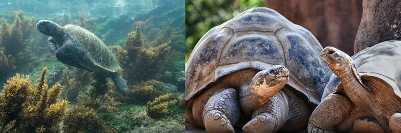 Galapagos Marine Life Faces El Niño Challenges