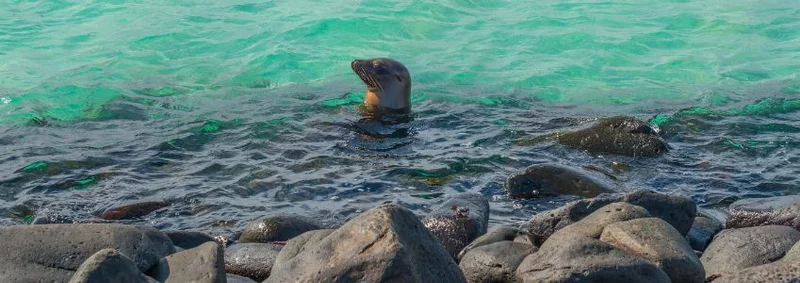 Unforgettable Galapagos Cruises: Wildlife Adventures Await