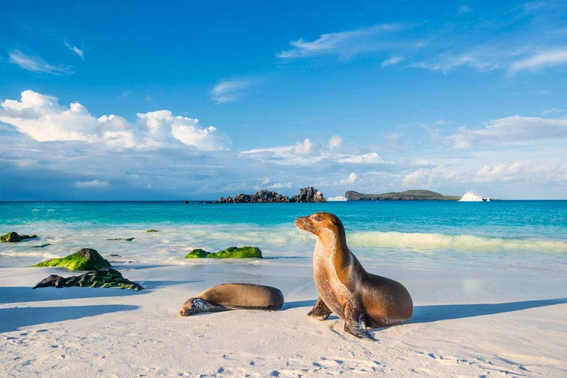 San Cristobal & Española Island 360 Trip