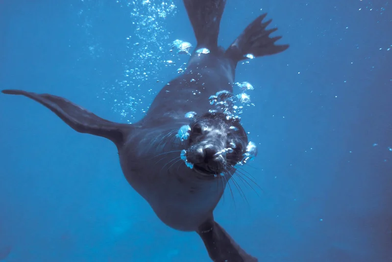 Filming Underway In Galápagos Islands On ‘Lions Of The Sea,' Documentary Using "Fantastic Realism" To Explore Majestic Marine Mammal