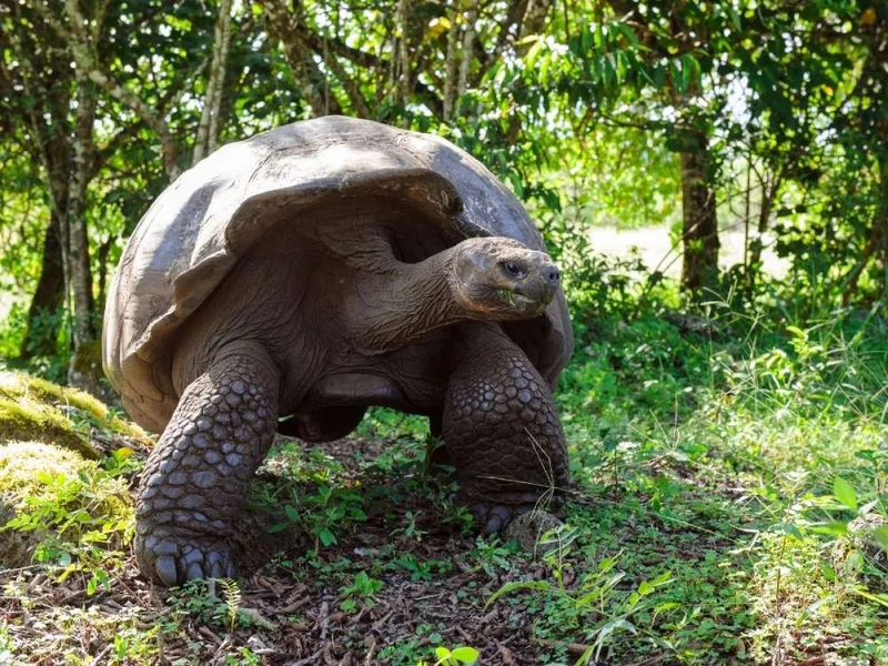 Galapagos Tortoises: Evolution, Longevity, and the Legacy of Darwin