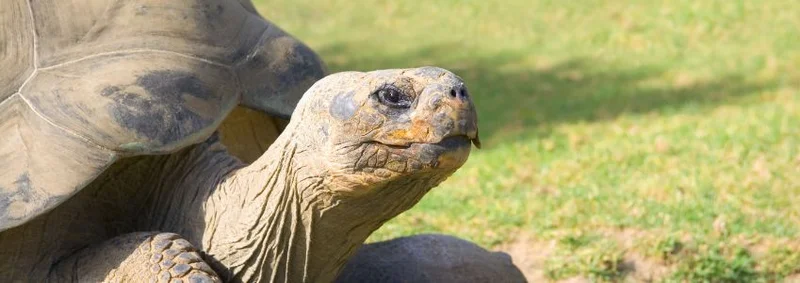 Rediscovery of the Giant Tortoise: Fernanda Lives!