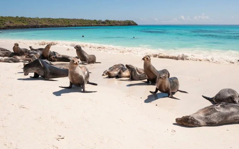 Galapagos sea lions on Espanola Beach - Canva - Getty Images Signature Galapagos sea lions on Espanola Beach - Canva - Getty Images Signature