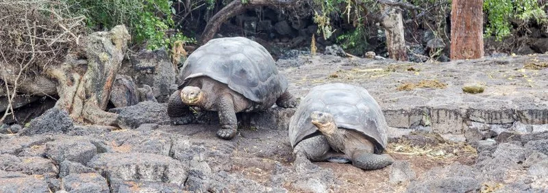Explore Biodiversity: Liberty University Students in Galapagos