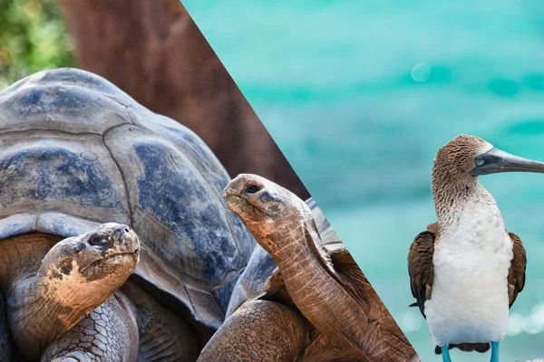 Find the Perfect Galapagos Cruise for Your Dream Adventure