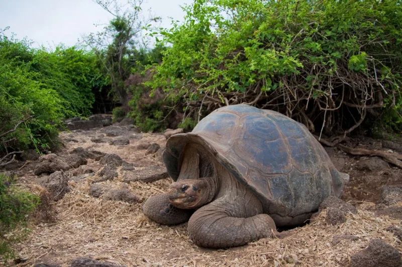 Ecuador Releases 277 Giant Tortoises in Galapagos