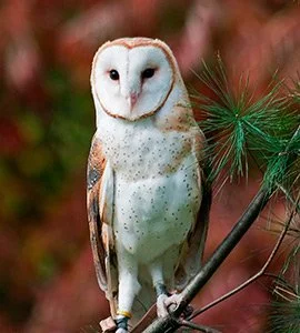 Galapagos barn owl