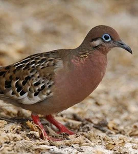Galapagos dove