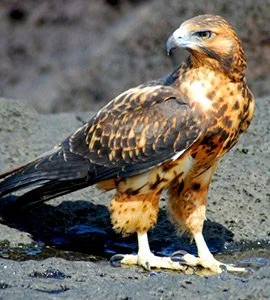 Galapagos hawk