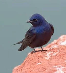 Galapagos martin