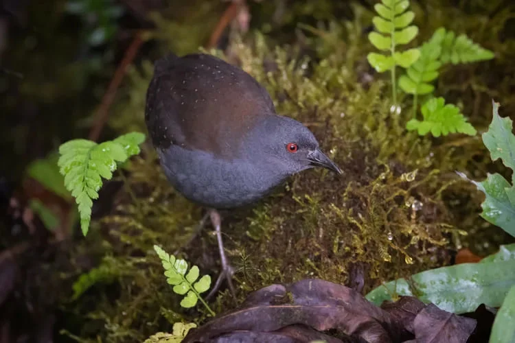 Charles Darwin saw this Galápagos bird on Floreana Island in 1835, then it wasn't seen again for almost 200 years