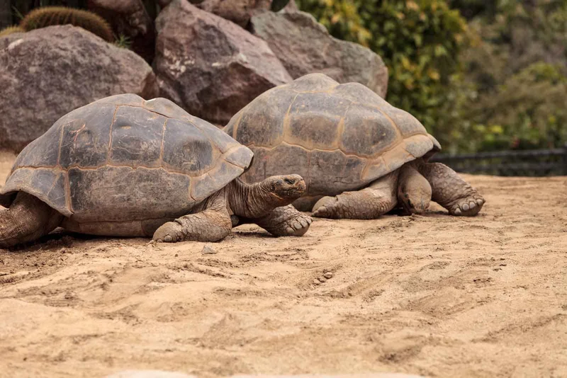 Tortoise Galapagos