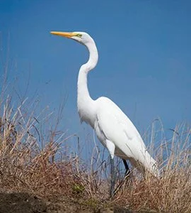 Great egret