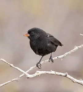 Ground Finches