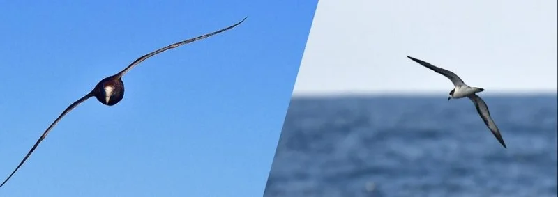 Conservation Efforts for the Endangered Galápagos Petrel