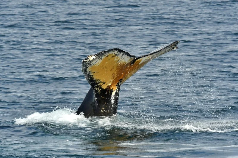 Discover Conservation in Action: The Citizen Scientist Program in the Galápagos