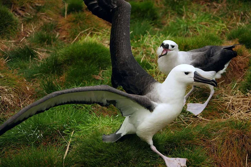 Juvenile Yellow Nosed Albatross | Tristan da Cunha |  Antarctica