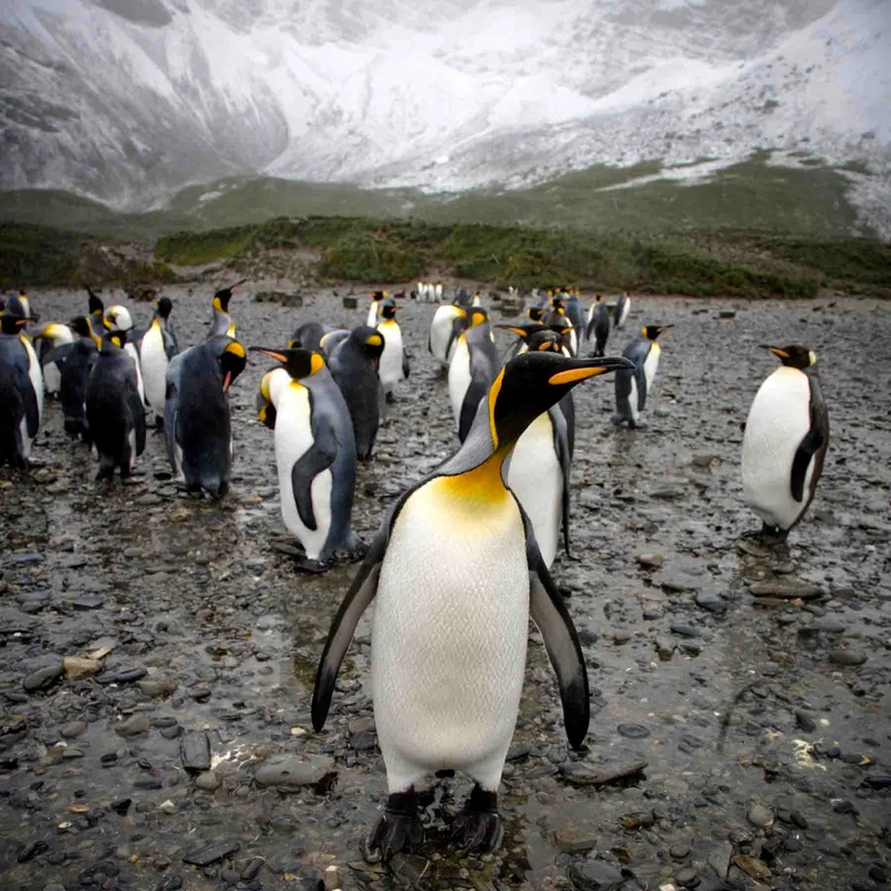 A Polar Journey to South Georgia: Wildlife, Wilderness & the Power of the Greg Mortimer