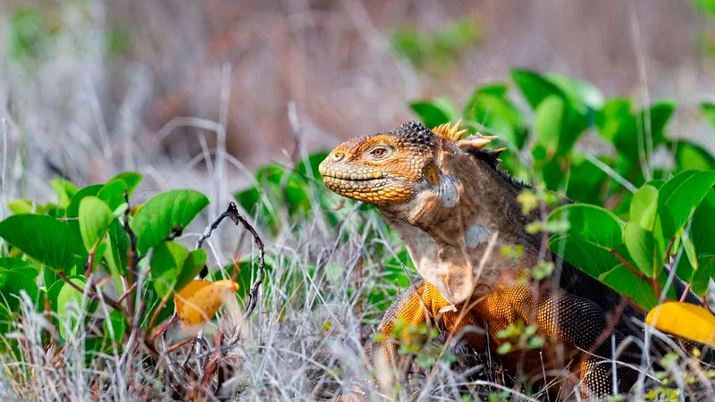 Galapagos Southern Islands 6 days cruise Itinerary on board Ocean Spray
