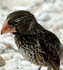 Large ground finch