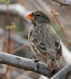 Large tree finch